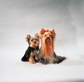 yorky.jpg