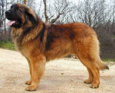 leonberger_
