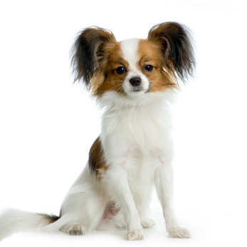 papillon