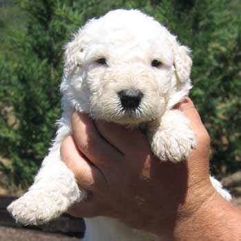 komondor