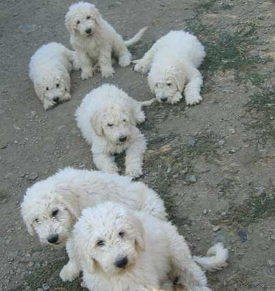 KomondorPuppies