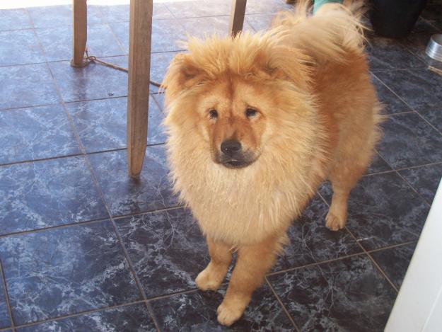 ChauChau1