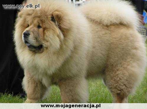 ChauChau