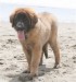 Leonberger0