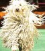 komondor.